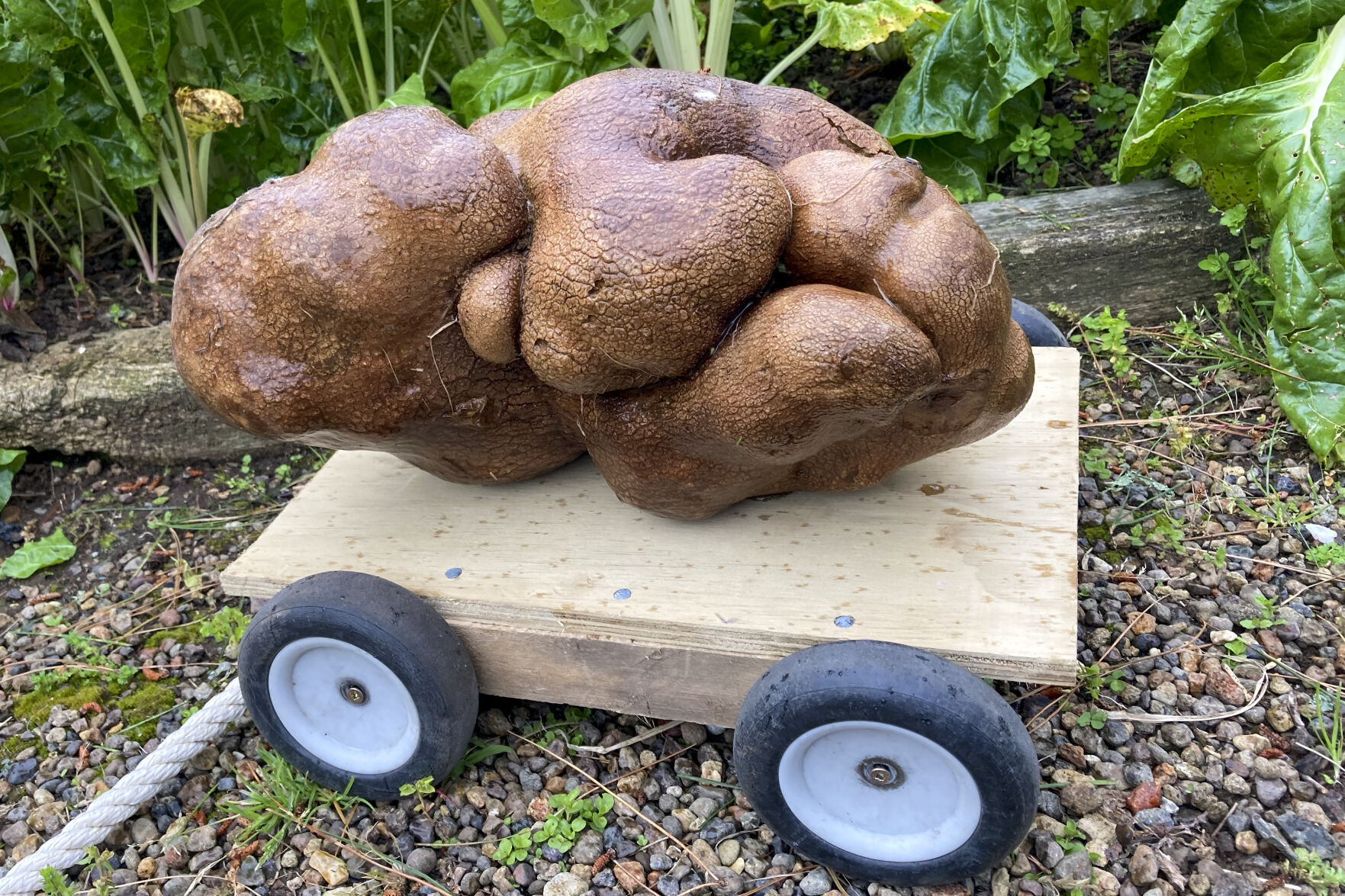 Meet Doug, the Ugly New Zealand Potato That Might Be the World's Biggest New Zealand giant potato
